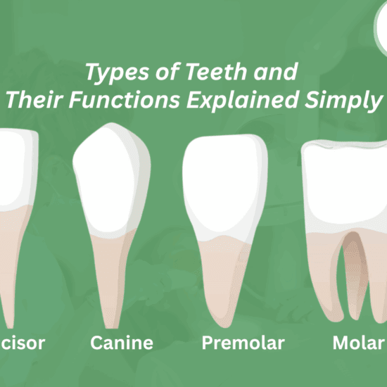 teeth types